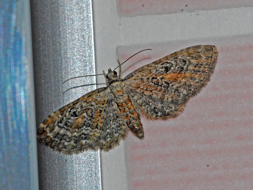 Eupithecia a gogo: Eupithecia icterata - Geometridae